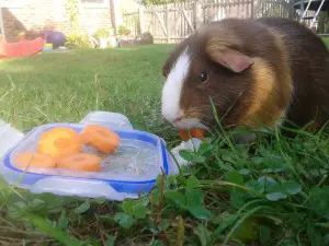can guinea pigs eat carrots