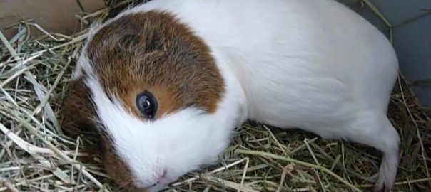how long do guinea pigs sleep for